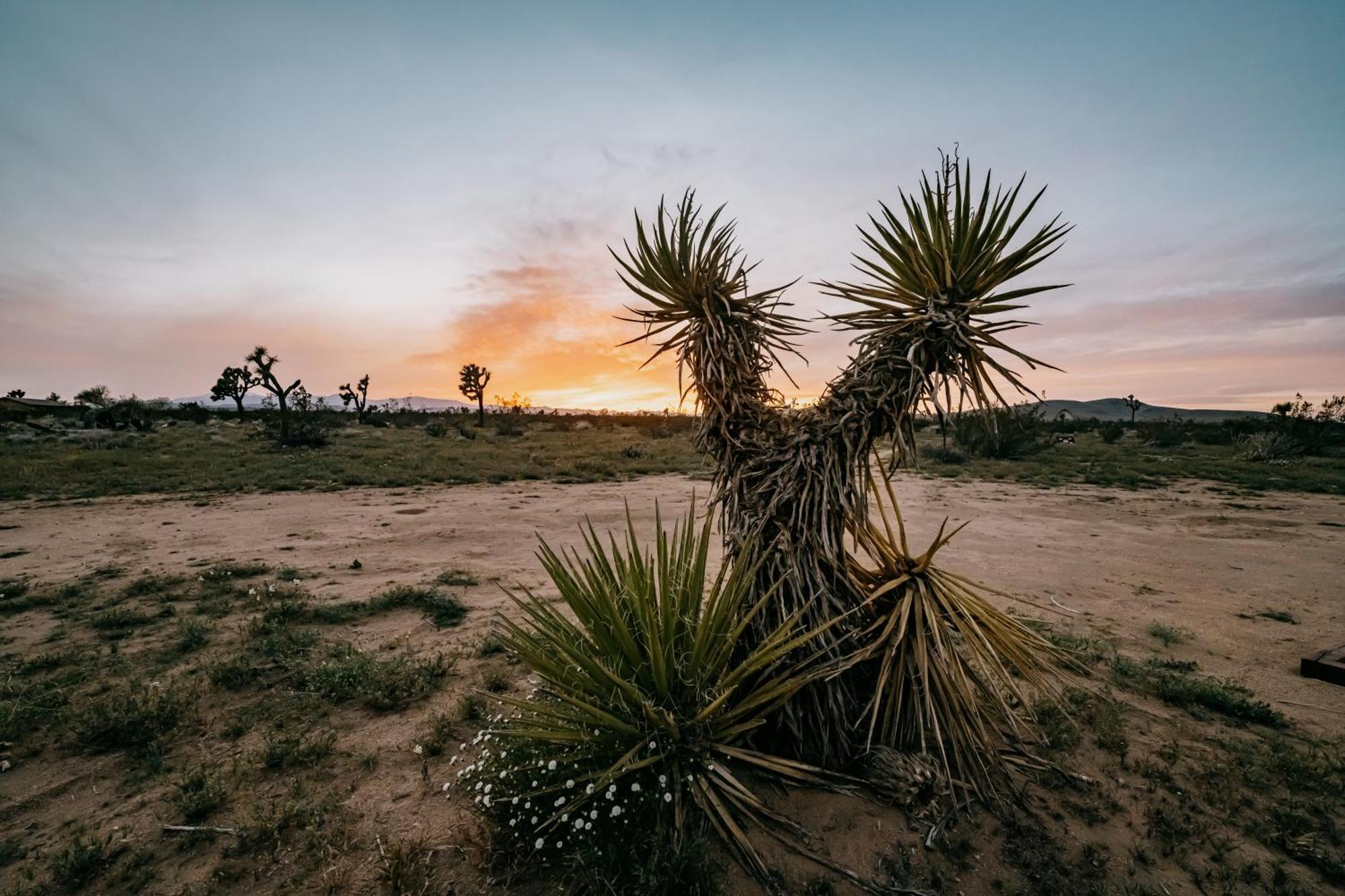 Coyote Tracks - A Modern Desert Experience Villa Joshua Tree Exterior photo